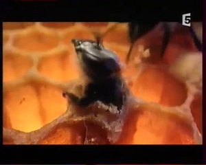 Abeilles - Une Vie pour la Reine 02/05