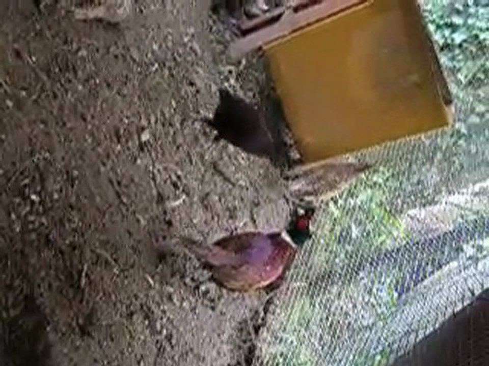 saut du faisan présence humaine