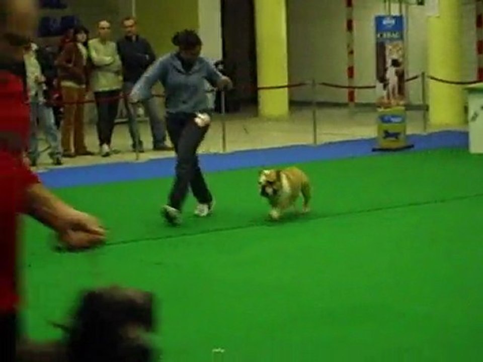 Elona's Kennels Malta - Georgy Reserve Best in Group