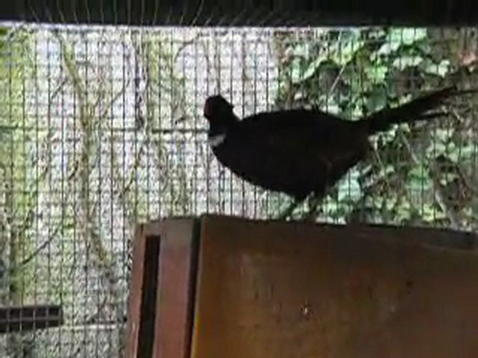 chant faisan version longue