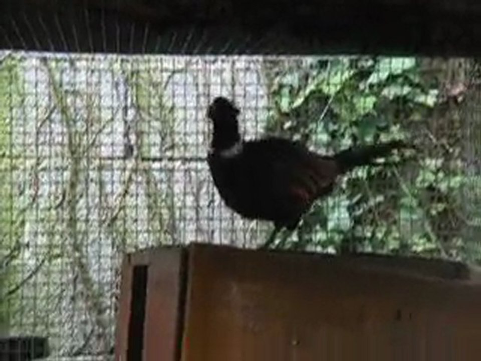 chant faisan version courte