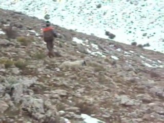 setter bassana ÇULLU ve BETTY. Mevlüt KURUCU TEL:05355867405