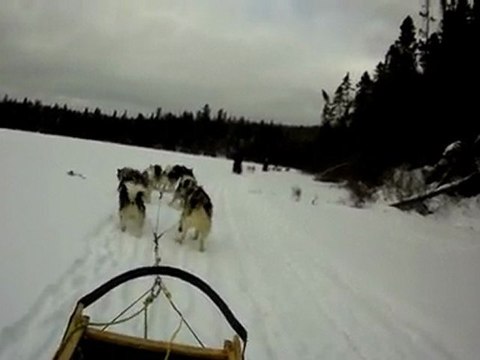 CHIEN DE TRAINEAU AU QUEBEC