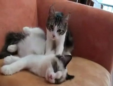 Massages de chat :-)