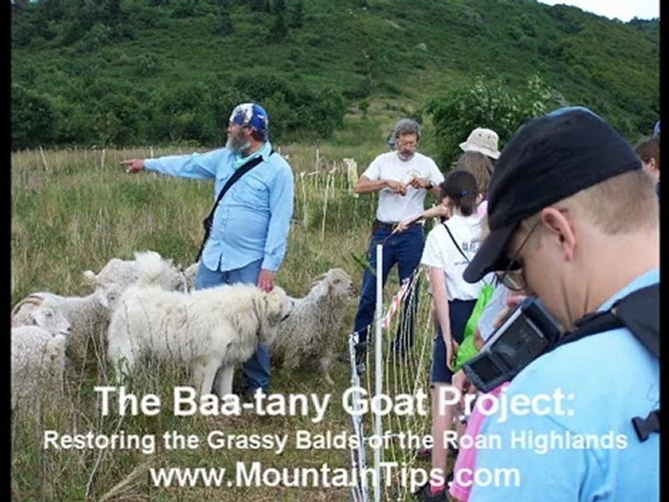 The Baa-tany Goat Project - Grays Lilly