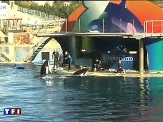 Tilikum, l'orque tueur, va continuer à travailler