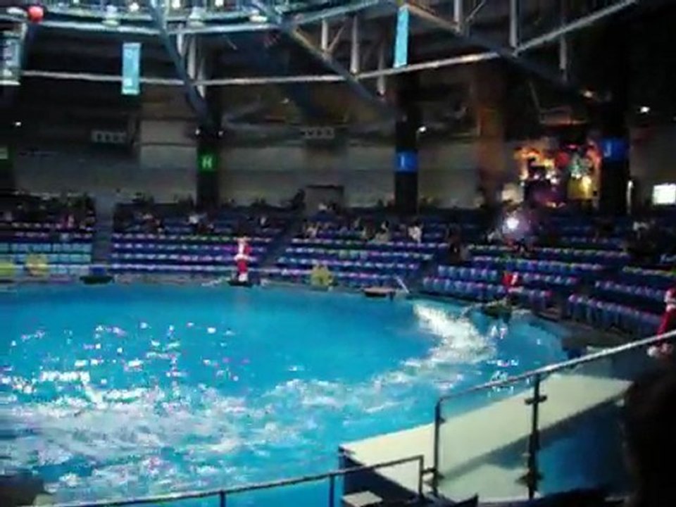 Noël au Japon (24 décembre) Spectacle de dauphins