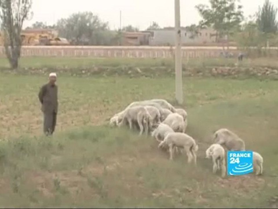 CHINE VIANDE HALAL