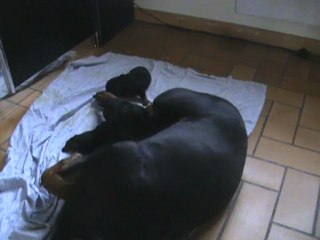 CHIOTS ULLA DE LA LI  NOIRE ET BURNING DES PRINCES D ARAGONE