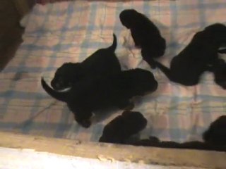 CHIOTS ULLA DE LA LI  NOIRE ET BURNING DES PRINCES D ARAGONE