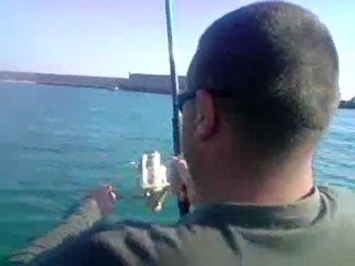 peche au loup, suprie!!!! par une bonite dans le port 5kg500