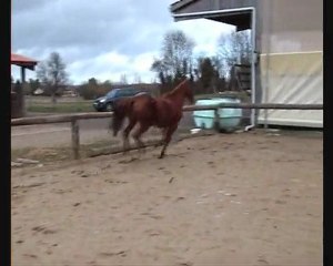 Béa jument à vendre...