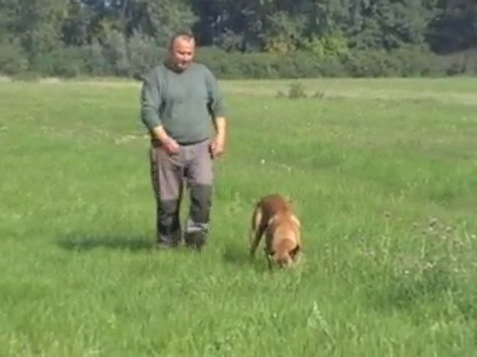 Jasi- Fährte/Tracking