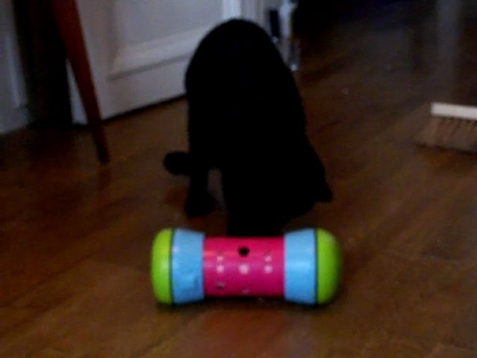 Pipolino et le chat