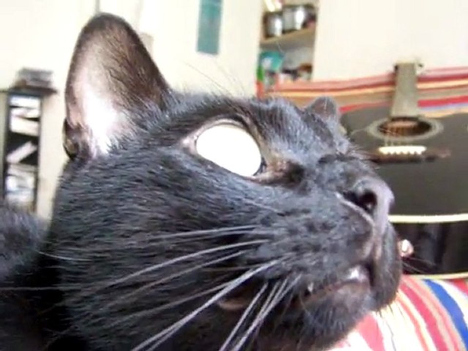 Le Chat et le Pigeon