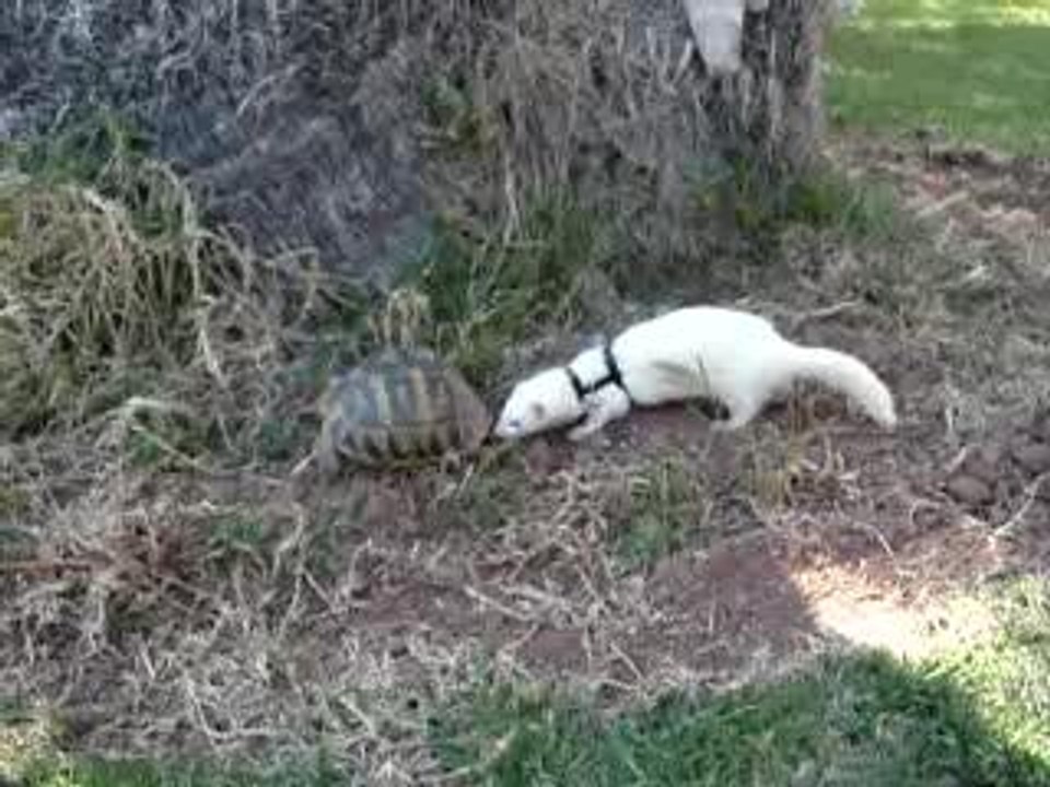 Tortue furet