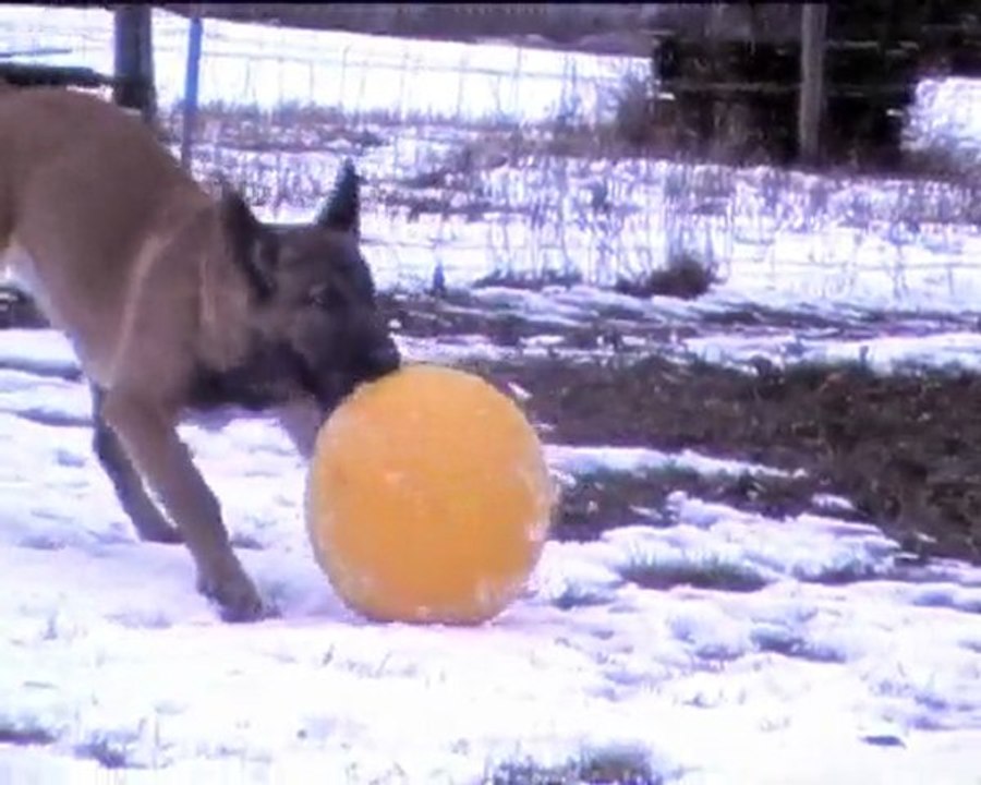 Be Aware BONKERS - Wintergames Jänner 2010