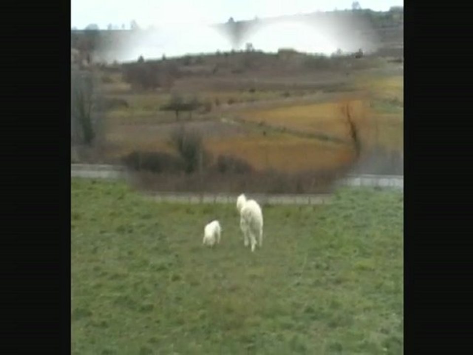 les amoureux en blanc