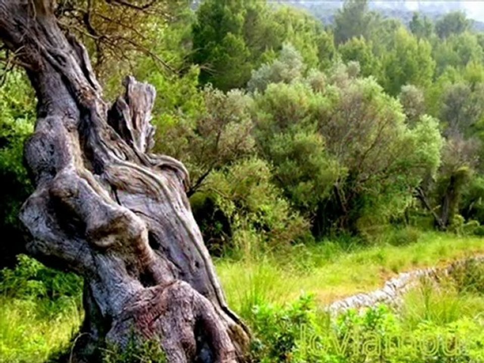 Tronche de tronc.1. Le peuple des arbres vous parle.