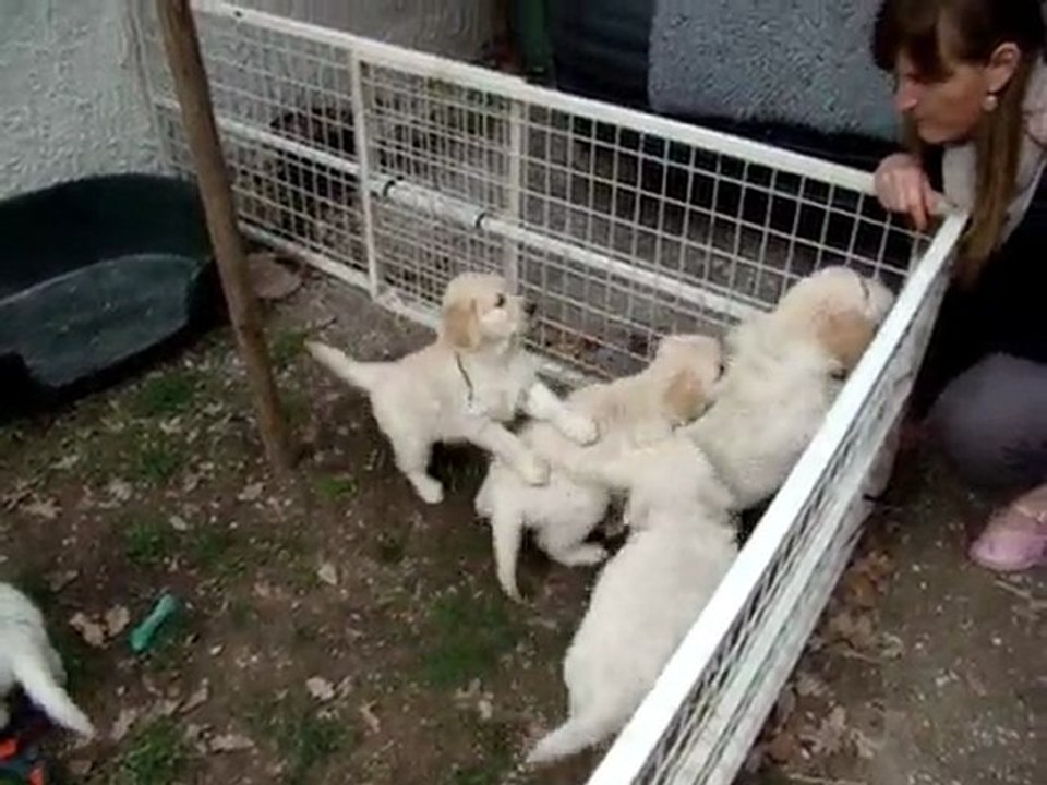 l'éveil des chiots aux bruits
