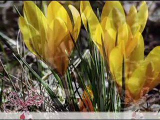 Честита Баба Марта