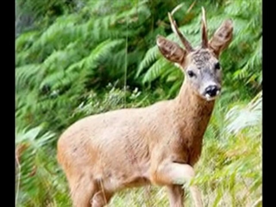 Ecurie du Haut Languedoc  - diaporama