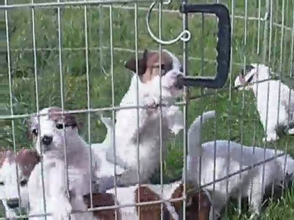 Chiots à 36 jours