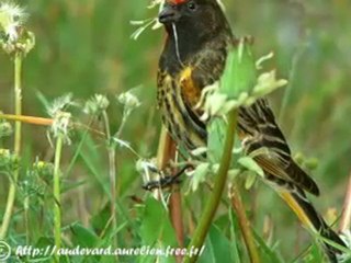 NATURE BIRDS SOUNDS BY ERT38