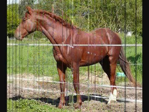 Triskel du Breuil - Selle Français par Nectar des Forêts