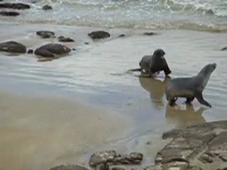 Duo de lions de mer (Catlins, Nouvelle-Zélande)