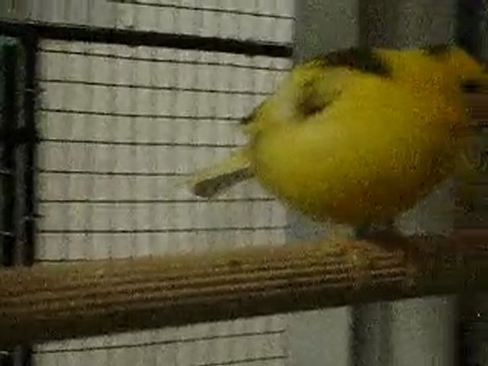 Coco et Willow dans le nid