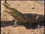Crocodiles sacrés de Sabou-Burkina-Faso