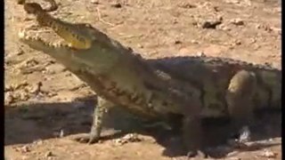 Crocodiles sacrés de Sabou-Burkina-Faso