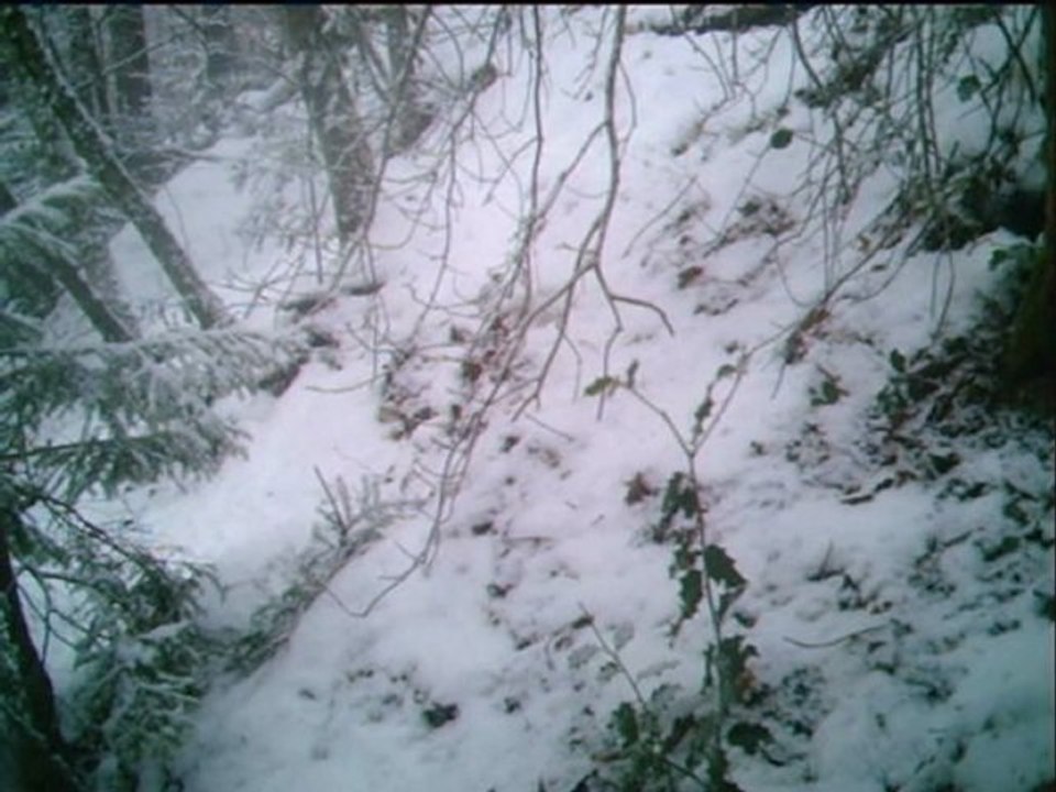 ecureuil