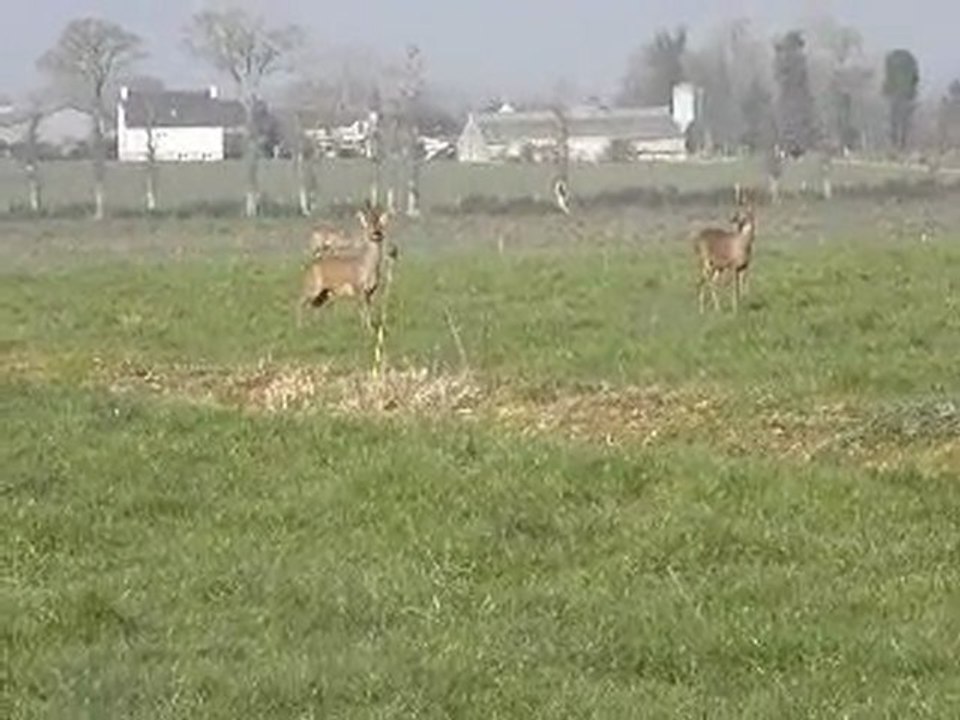chevreuils d'yviniac