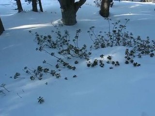 Plateau de Beille : azalée des bois