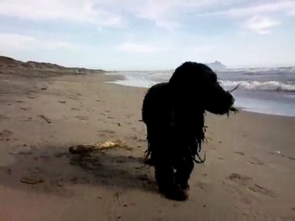 perla  al  mare  d inverno