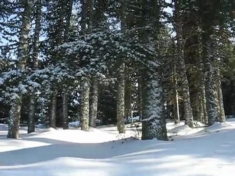 Plateau de Beille : petits lutins de la forêt