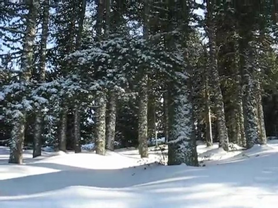 Plateau de Beille : petits lutins de la forêt