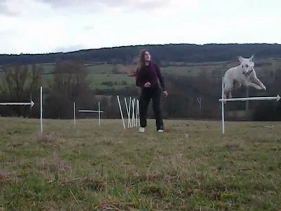 récapitulatif slalom d'agility