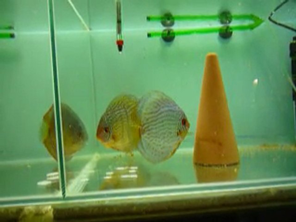 discus
