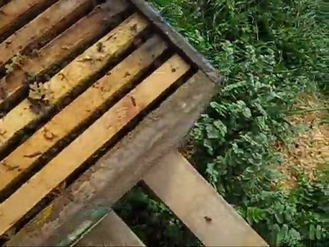 Arıcılık, Arı kolonisi birleştirmek