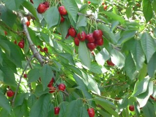 İNCEĞİZ KÖYÜ(YAZ VE KIŞIN  RENGİ)