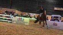 Paard 2010 Onbeteugeld dressuur