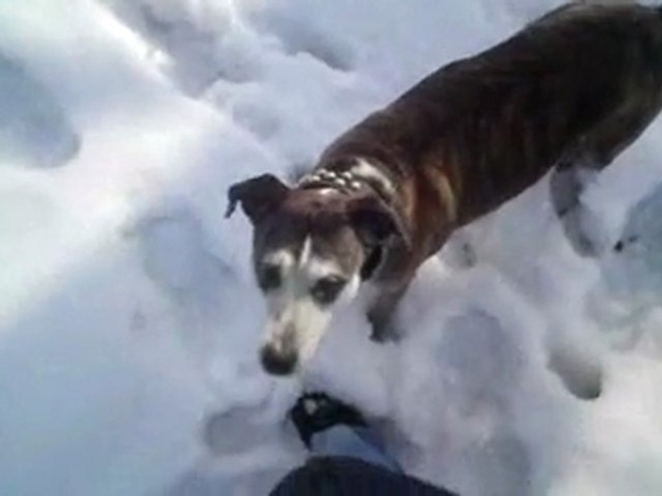 Hedda im Schnee - 21.2.2010