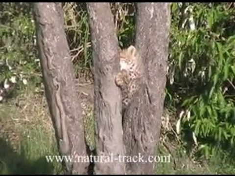 African safari holiday