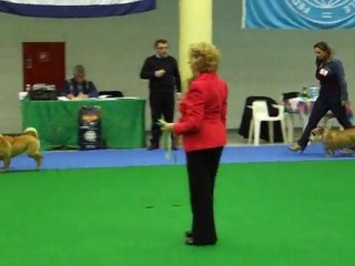 February 2010 The Malta Kennel Club, Best in Group 2