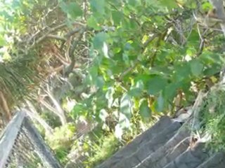 Walking Burleigh Headland National Park