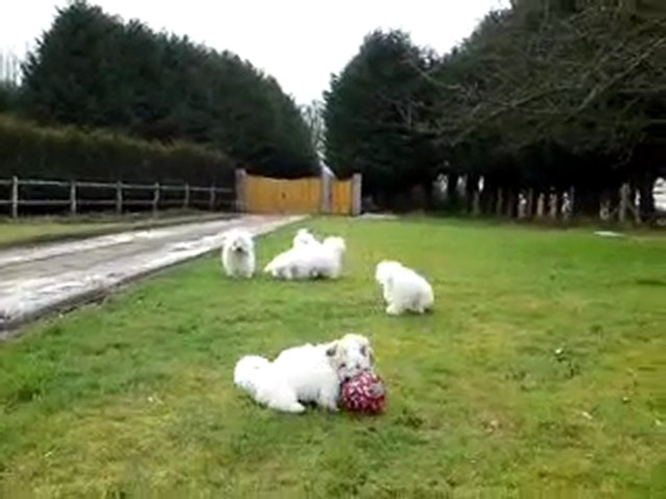 Coton de Tulear - Jeu de ballon -