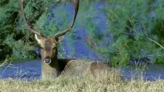 L'Etang aux Daims -The Deer Pond